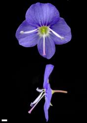 Veronica americana. Flower. Scale = 1 mm.
 Image: P.J. Garnock-Jones © P.J. Garnock-Jones CC-BY-NC 3.0 NZ